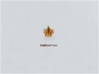 藏品(紅斑美苔蛾)的圖片